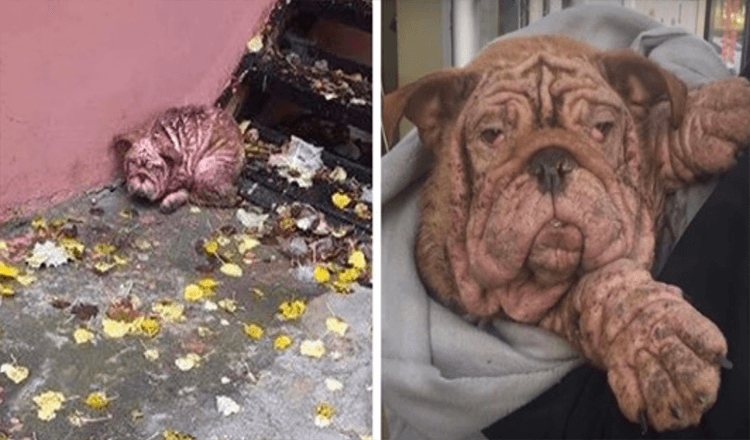 Verlaten Bulldog gedwongen om op straat te leven met ernstige schurft