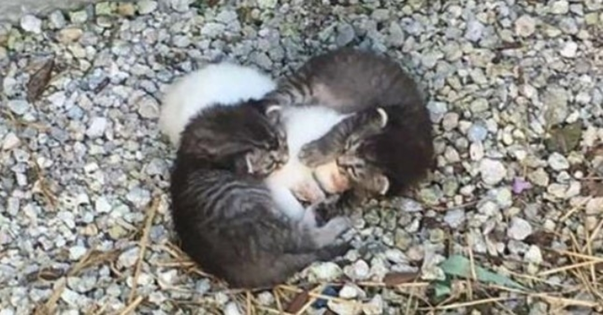 Twee kleine kittens hadden een ziek zusje om voor te zorgen, maar toen ontmoetten ze een echte moeder