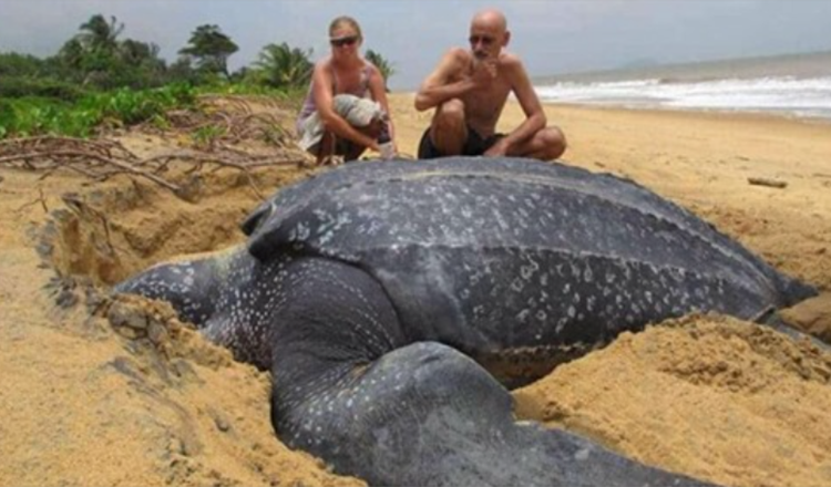 ‘S Werelds grootste zeeschildpad komt uit de zee en het is fascinerend