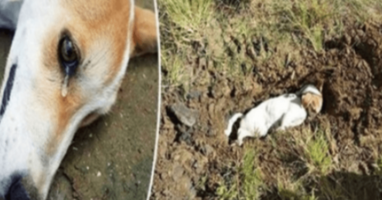 Loyale hond offerde zijn eigen leven op om baasjes te redden van huisindringer