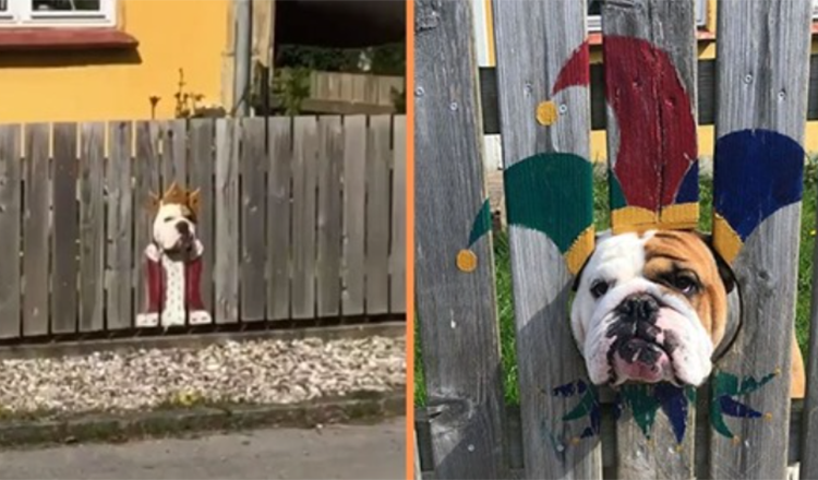 Vrouw schildert hek voor nieuwsgierige bulldog – voorbijgangers vinden het hilarisch