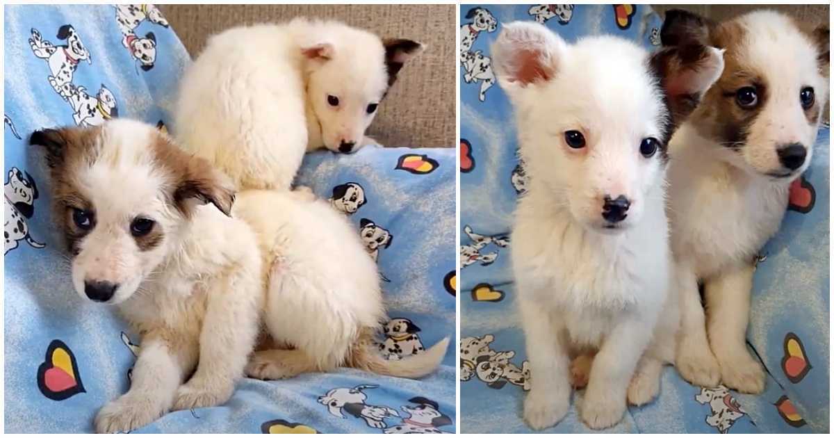 Kletsnatte pups kruipen tegen elkaar aan voor warmte nadat ze in de sneeuw hebben gestaan om te bevriezen