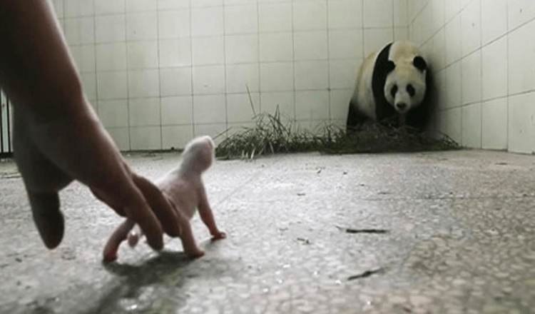 Bezorgde verzorgers panda zal zijn baby afwijzen totdat camera’s de instincten van de moeder betrappen