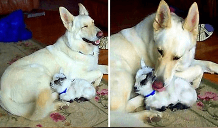 Witte Duitse herder adopteert dwerggeitje en knuffelt haar als haar eigen puppy