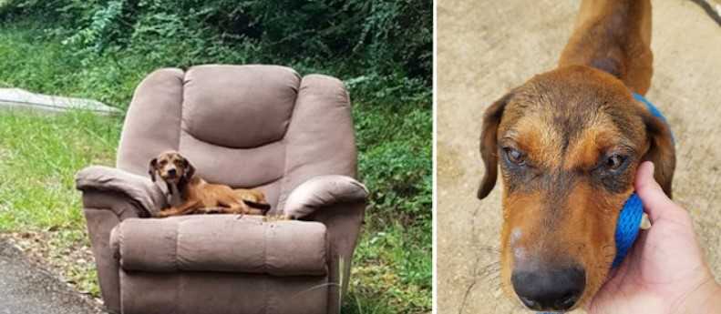 Uitgehongerde puppy werd op de weg gedumpt in een stoel en was te bang om hem achter te laten om voedsel te zoeken