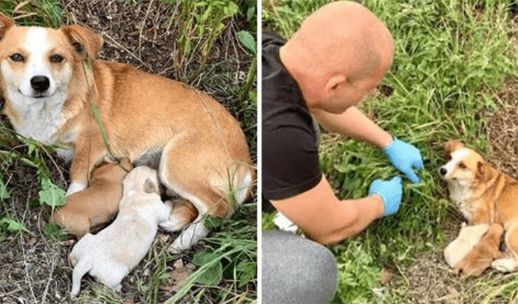 Hondenmoeder achtergelaten met puppy’s wachtte dagen nadat ze was achtergelaten nog steeds op haar baasje