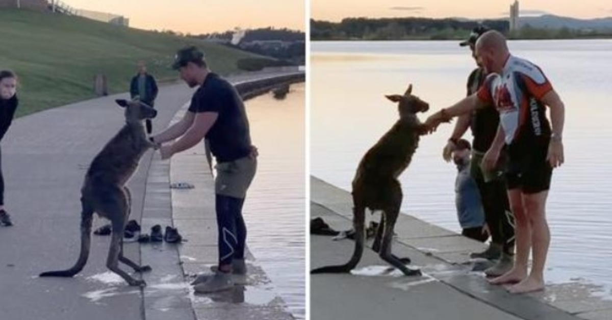 Nadat hij uit het ijskoude meer is gered, schudt Kangaroo zijn redder de hand