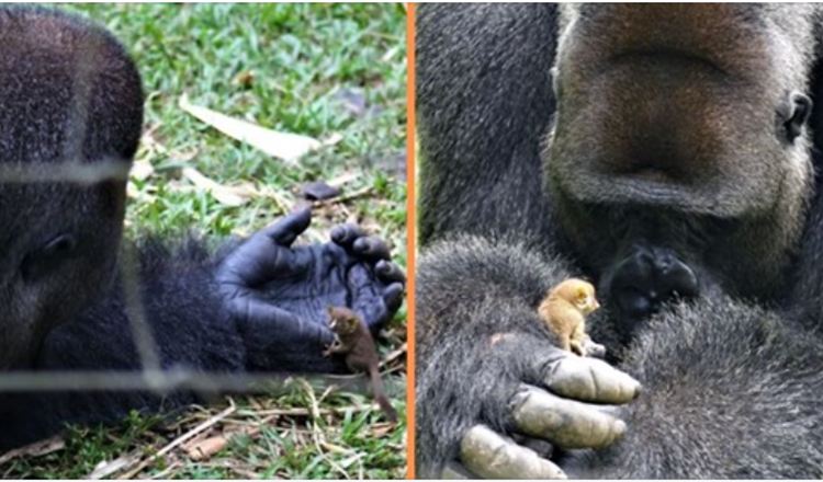 Enorme gorilla vormt hartverwarmende vriendschap met een kleine bosbaby