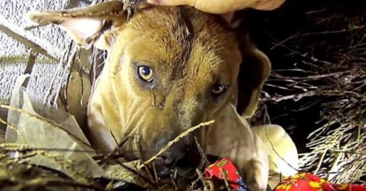 Dakloze moederhond kust haar puppy’s een voor een terwijl de redder ze in veiligheid brengt