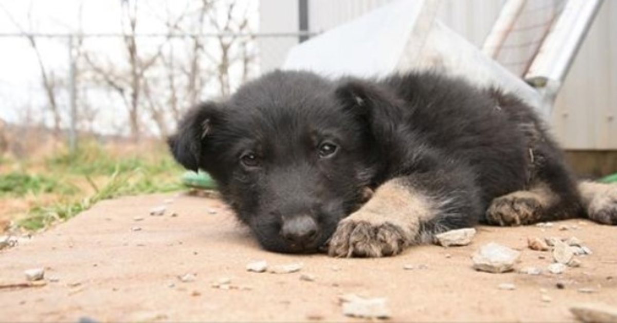 Uitgehongerde puppy te zwak om te lopen, kruipt zichzelf naar redders