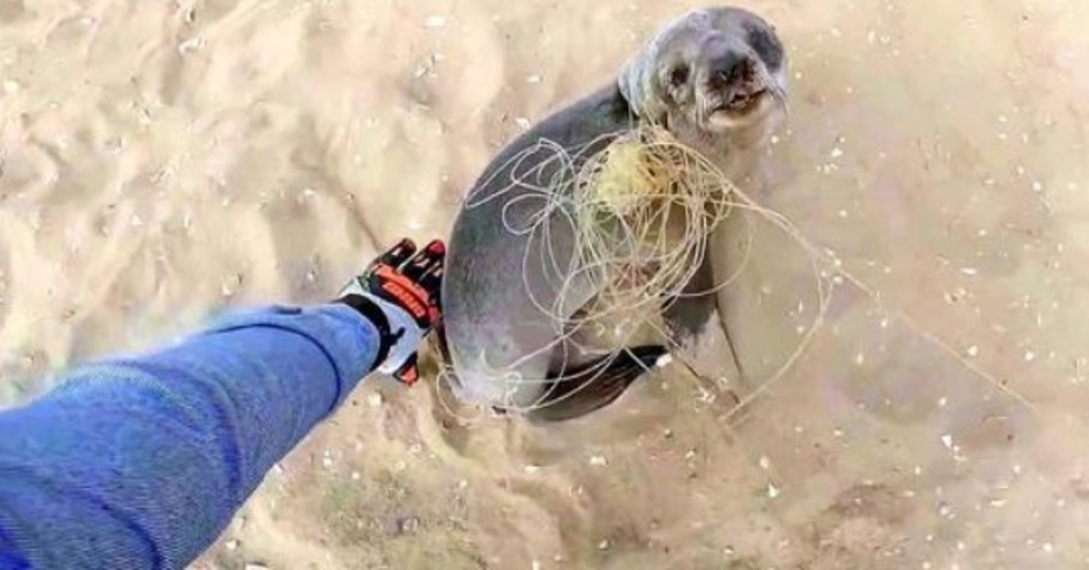 Baby Seal stopt om zijn redders te bedanken voor het bevrijden voordat hij zich weer bij zijn familie voegt