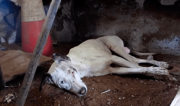 Hond die in leegstaand gebouw kruipt nadat hij alle hoop heeft verloren, wordt eindelijk gered!