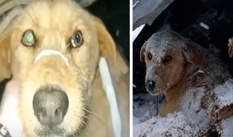 Hond die werd neergeschoten zat helemaal alleen te bibberen in de koude sneeuw