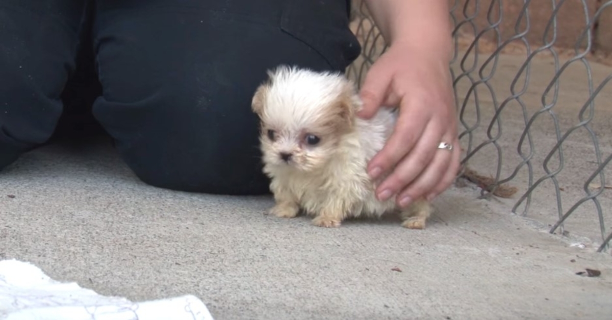 Hond gered uit puppymolen wordt voorgesteld aan een vriend om een ‘nieuw begin’ aan te geven