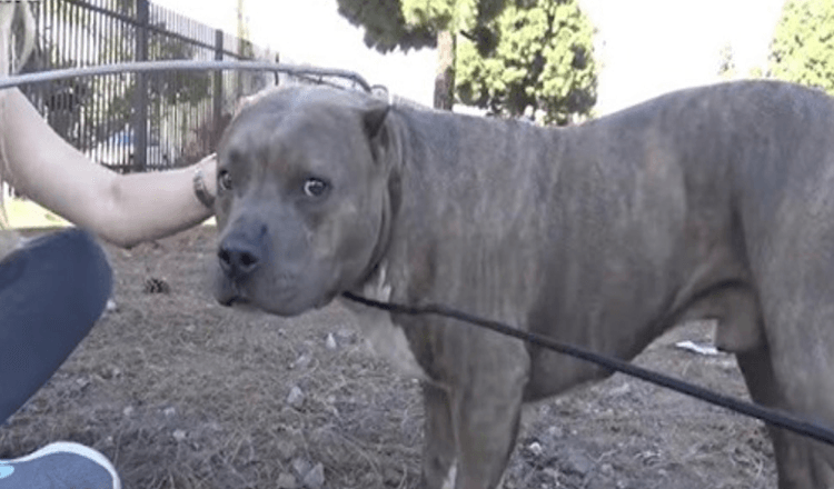 Gewonde pitbull gilt en jankt van de pijn als reddingswerkers hem naderen en redden van treinrails