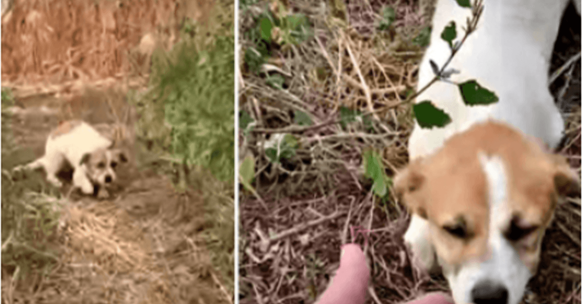 Gewonde puppy moe van rennen, graaft diep om zijn hand te accepteren voordat de hemel losbarst