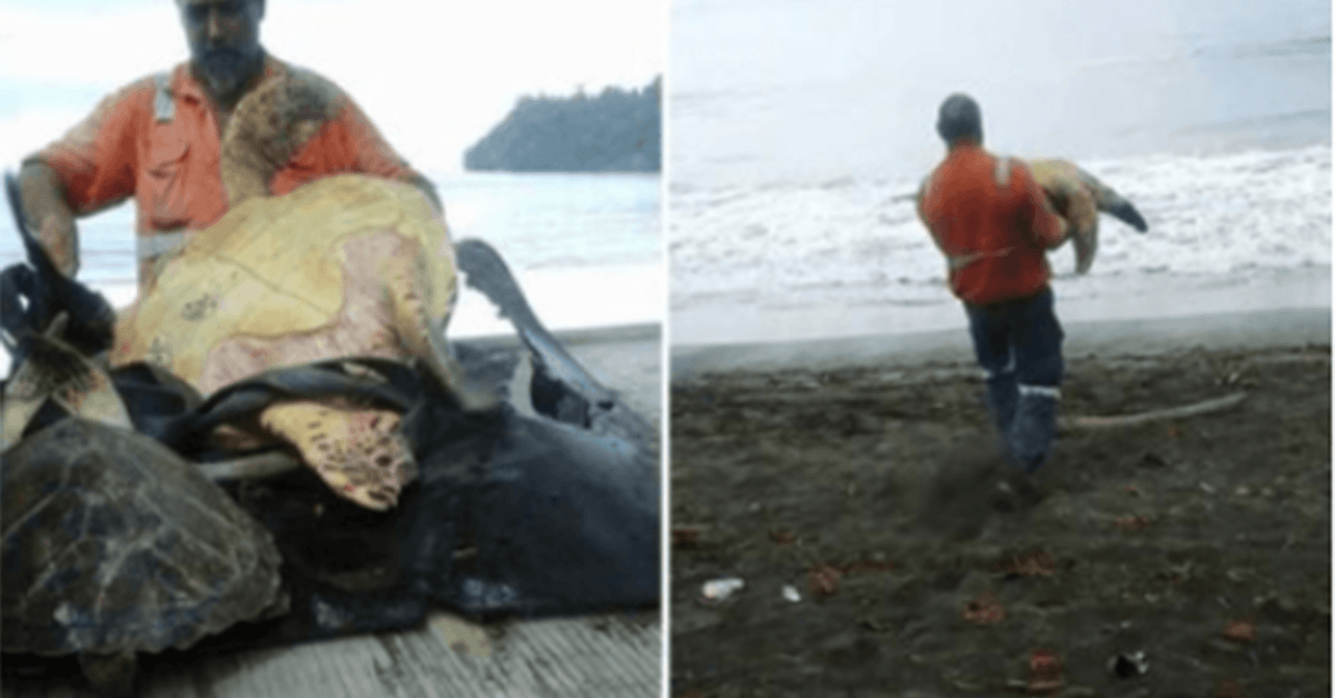 Deze man uit Greymouth koopt schildpadden van de lokale voedselmarkt en laat ze weer vrij in zee