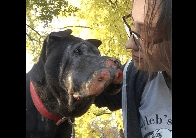 Meisje redt stervende hond en dan laat hij haar weten dat het tijd is om afscheid te nemen