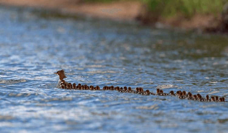 ‘Super mom’ gespot op een meer in Minnesota – met 56 eendjes op sleeptouw