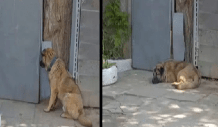 Hond weigert hek te verlaten nadat baasje hem eruit schopt omdat hij te ‘vriendelijk’ is