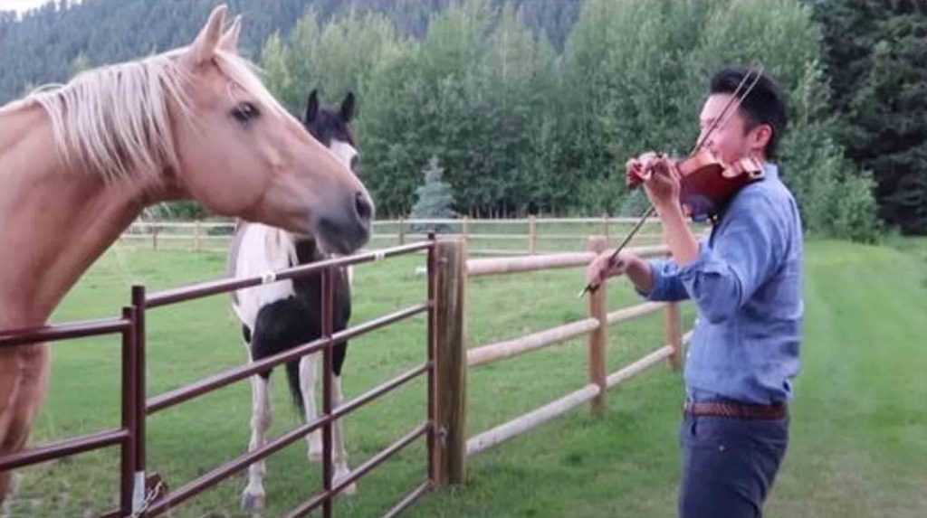 Vioolspelende man wordt vergezeld door 2 paarden die “dansen” op zijn muzikale serenade