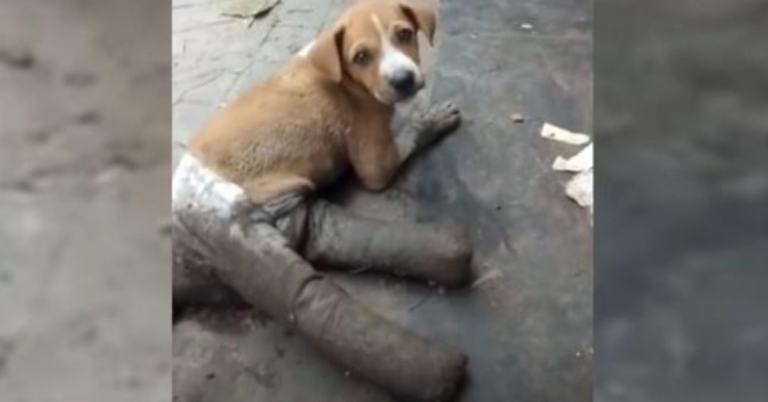 Puppy had haar benen allemaal verbonden voordat ze op straat werd achtergelaten