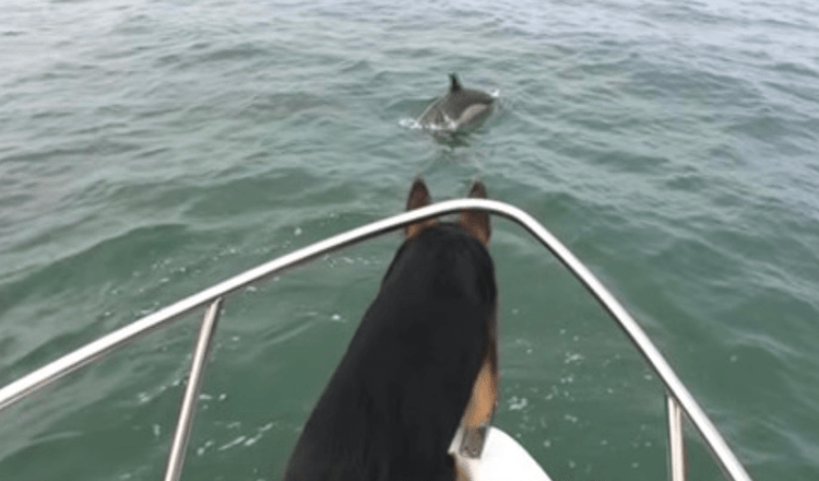 Paar dolfijnen plagen Duitse herder – dus springt hij achter hen aan in het water