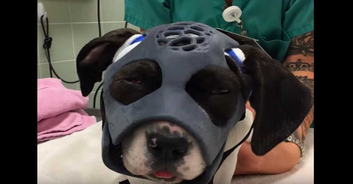 Puppy verscheurd in hondengevecht krijgt allereerste 3D-geprint masker om haar leven te helpen redden