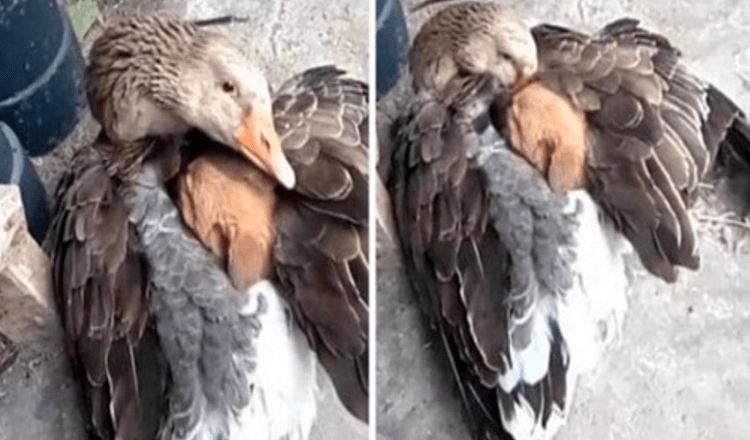 Ontroerend moment van een gans die een puppy warm houdt nadat hij op straat was achtergelaten