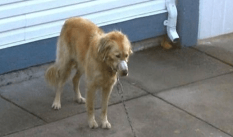 Stel kijkt toe terwijl de golden retriever van de buren wordt verwaarloosd totdat ze niet meer kunnen kijken