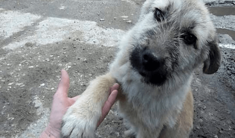 Het bijzondere moment dat een zwerfpuppy de redder de hand schudt nadat hij zijn leven heeft gered!