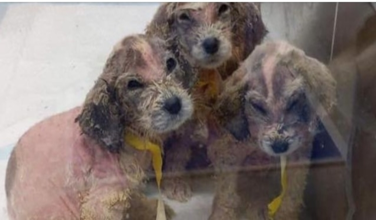 Een man vond zes verlaten haarloze puppy’s en niemand kon zien dat het grote Pyreneeën zijn