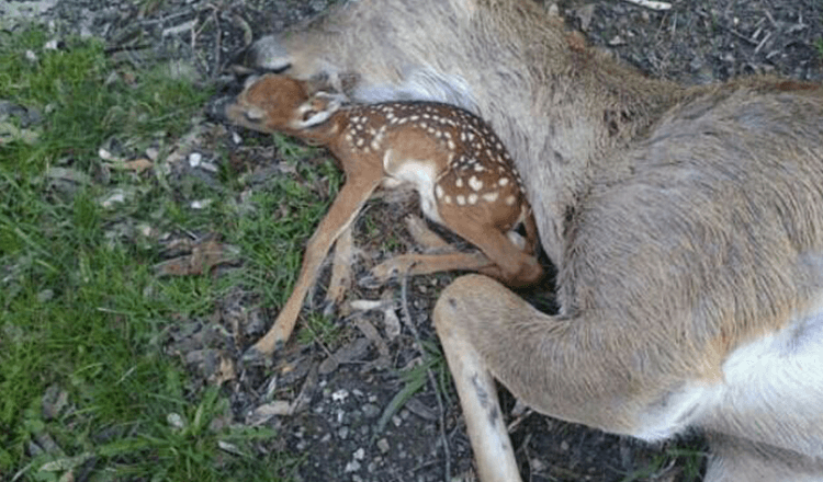 Babyhert ligt naast het lichaam van zijn moeder in de hoop dat ze weer zal ademen