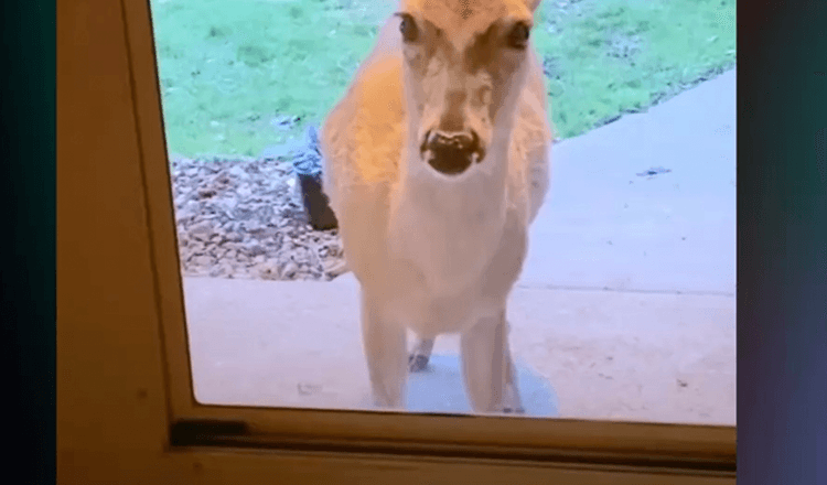 Mama Deer “klopt” aan de deur om haar nieuwe baby’s aan haar beste vriendin te laten zien