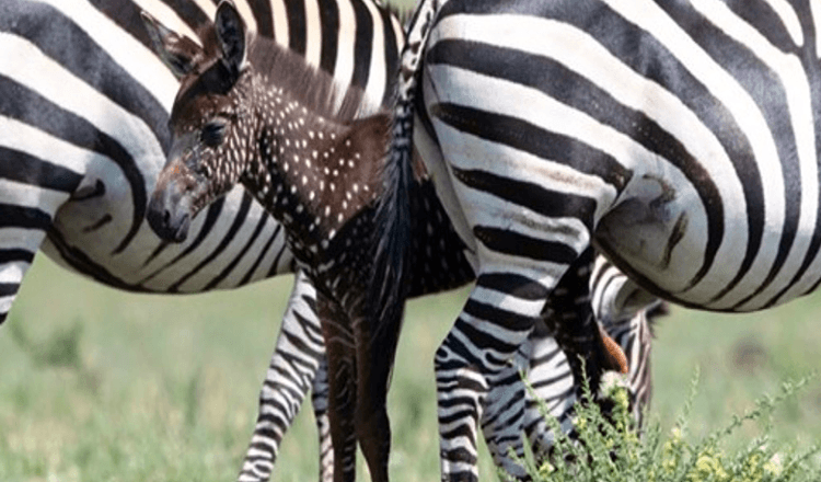 Baby Zebra wordt geboren met stippen in plaats van strepen – eerste keer ooit vastgelegd (+8 foto’s)