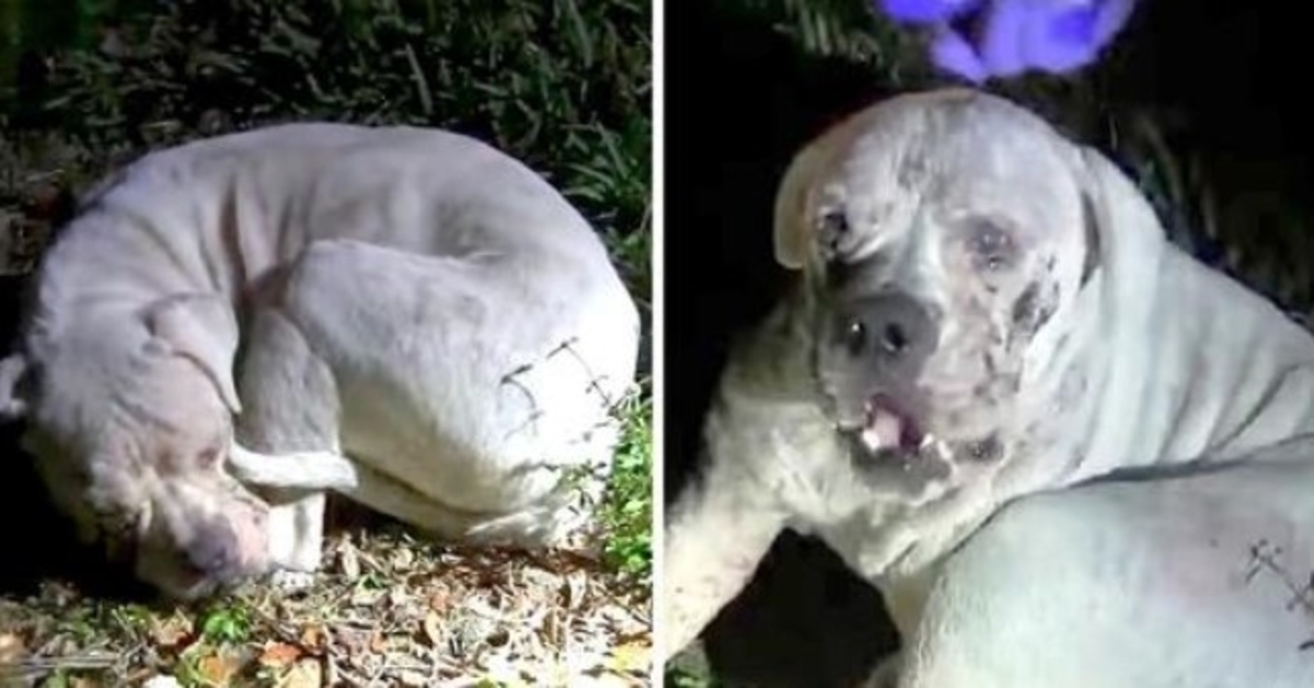 Zieke hond gedumpt in verlaten wetland ziet een licht op hem flitsen en kijkt omhoog