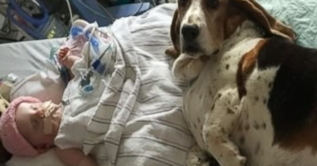 Basset Hounds blijven bij stervende baby tot ze haar laatste adem uitblaast