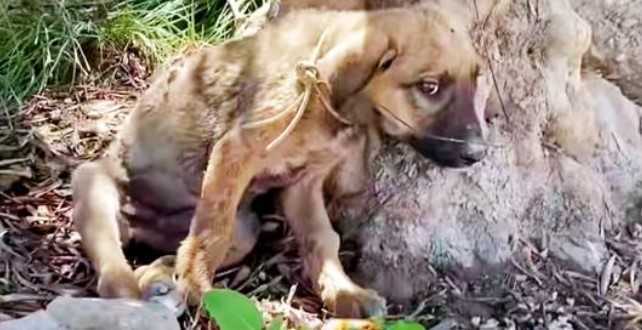 Verwarde puppy bekogeld door kleine kogels en vastgebonden met draad, voelde dat het allemaal zijn schuld was