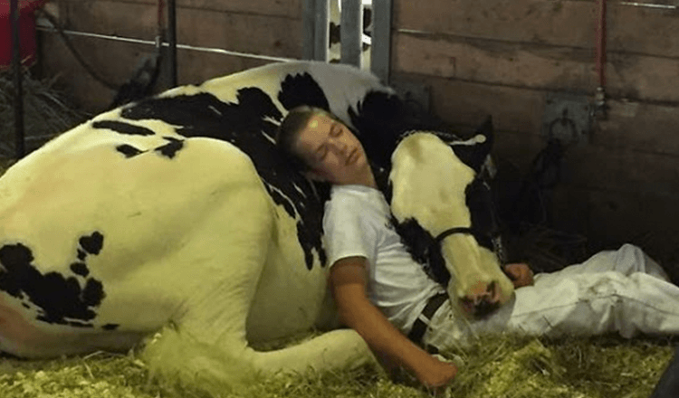 Vermoeide jongen en zijn koe verliezen op de zuivelbeurs, vallen in slaap en winnen het internet