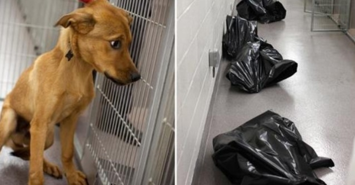 Medewerkers van asiel delen hartverscheurende foto om te laten zien wat er gebeurt met ongewenste honden