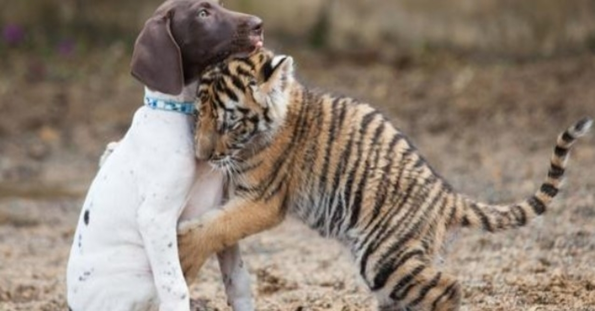 Babytijger afgewezen door zijn moeder vindt troost bij zijn puppy, de beste vriend