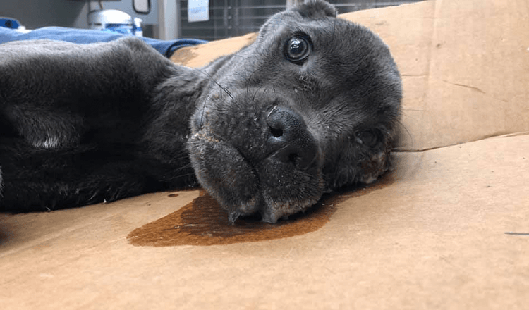 Slachtofferpuppy achtergelaten op Interstate krijgt een bord om hem eraan te herinneren dat hij het waard is