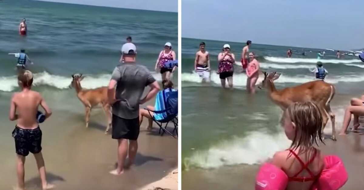 Hert verschijnt uit het bos om te genieten van een dag op het strand