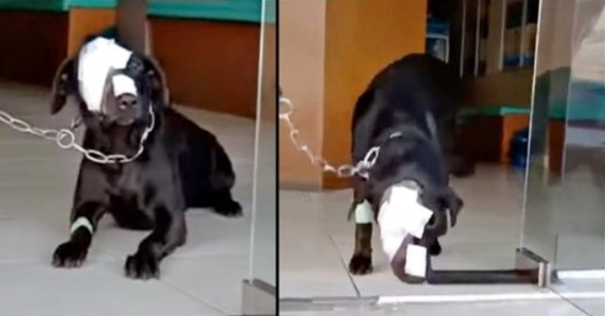 Hond wreed behandeld probeert dapper een stap terug te doen in de enge wereld