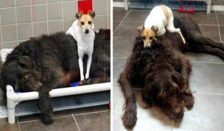 Nadat ze hun huis zijn kwijtgeraakt, houden deze twee honden niet op met knuffelen in het asiel