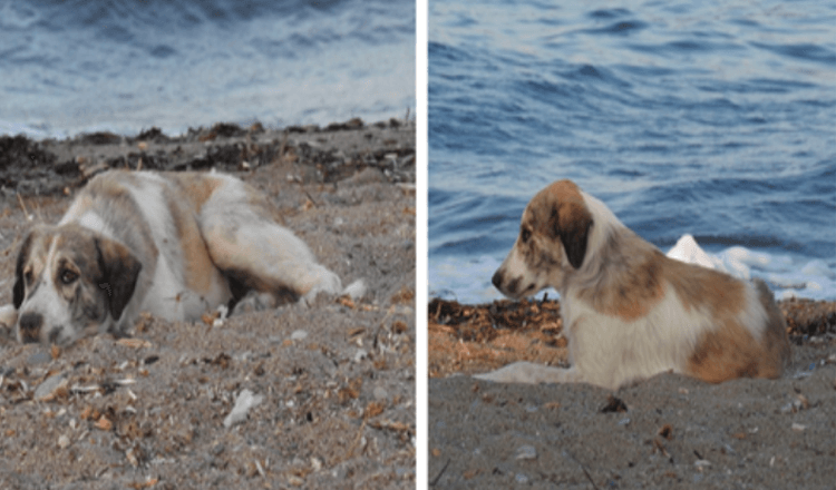 Zwerfhond die op het strand vrouw achtervolgt, blijkt een vermomde schat te zijn