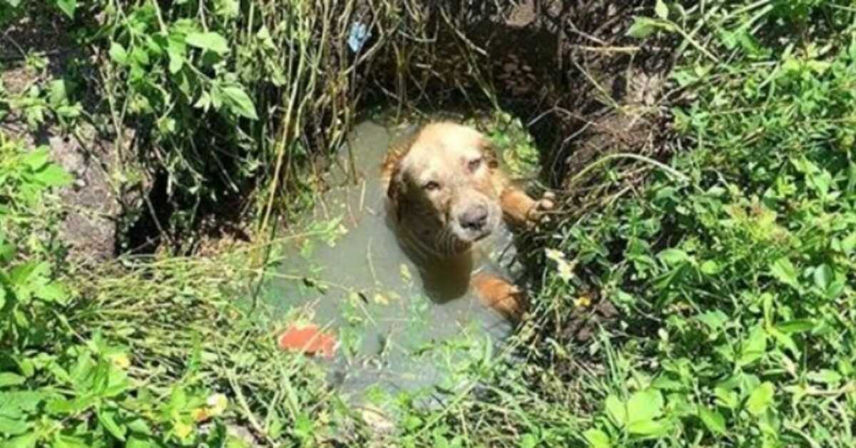 Politieagent helpt een puppy van de verdrinkingsdood te redden en besluit dan zijn vader te worden