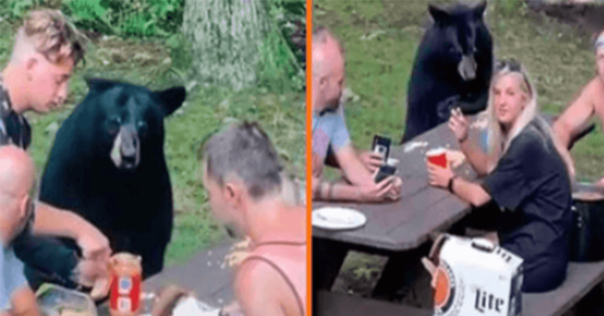 Wild Black Bear doet mee aan familiepicknick en eist PB&J-sandwiches