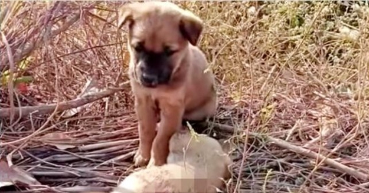 Verlaten pup huilde dat zijn zusje wakker moest worden, legde zijn pootjes op haar lijfje