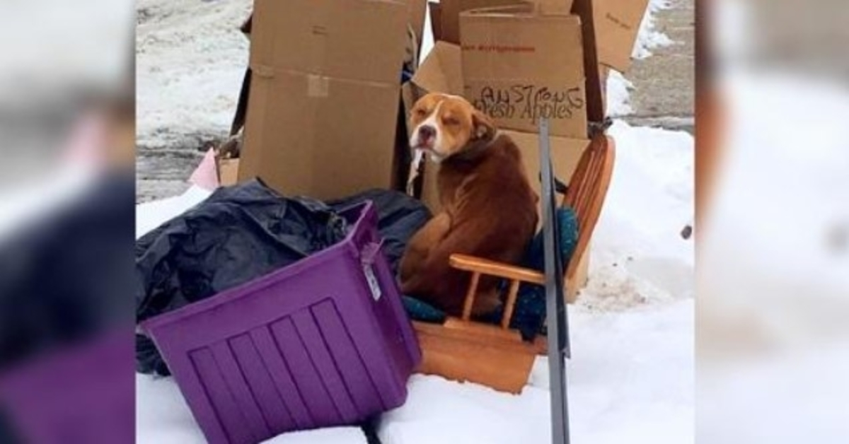 Geketende hond die door eigenaar is gekleineerd en niet kon gaan liggen, wil maar één ding